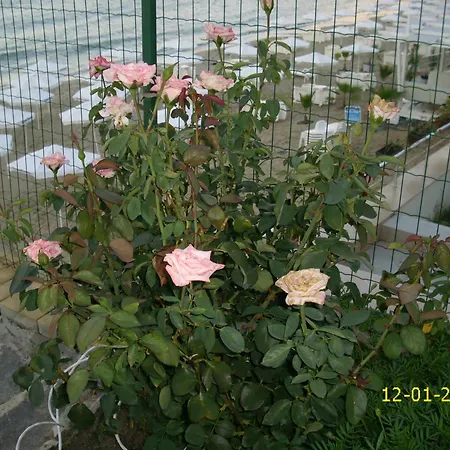 Barex Family 소조폴