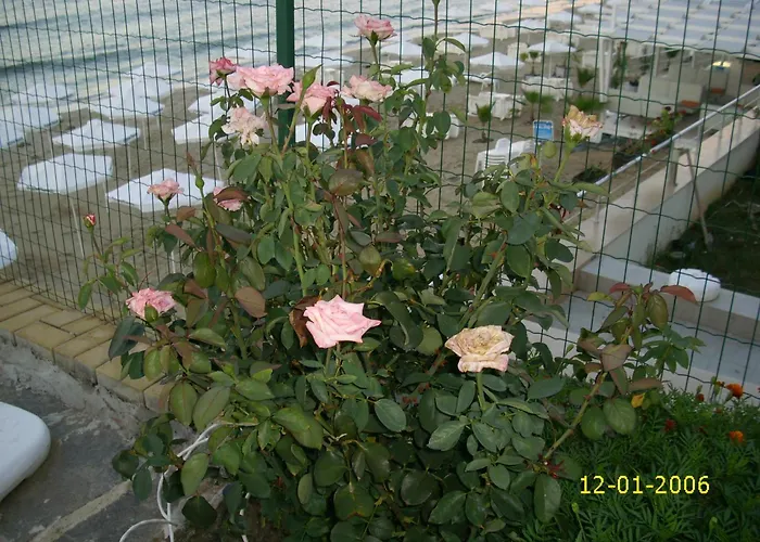 Barex Family Созополь